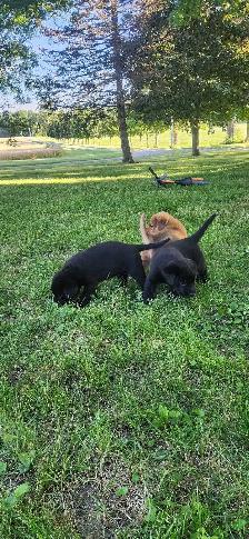 puppies for sale - Photo 2