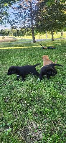 puppies for sale - Photo 3
