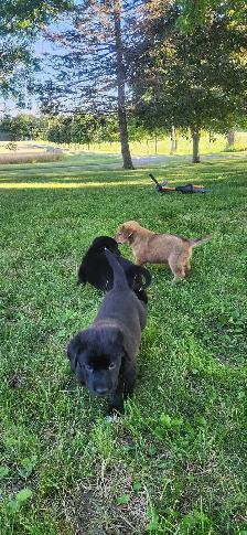 puppies for sale - Photo 4