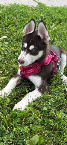 Two Husky Puppies For Sale