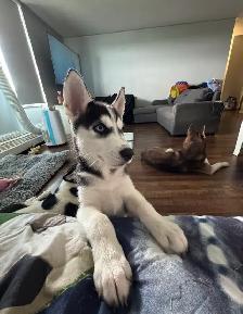Two Husky Puppies For Sale - Photo 2