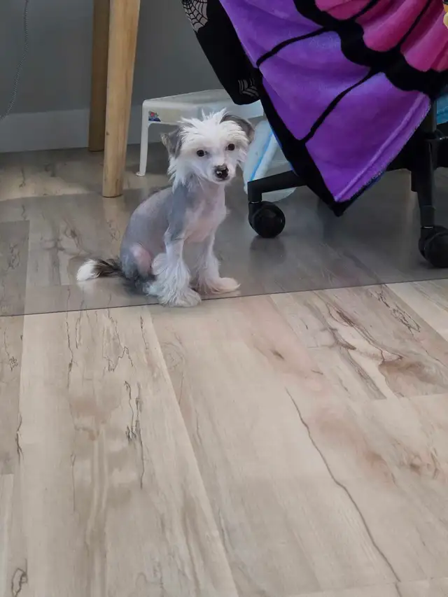 Chinese Crested Poodle Mix