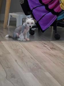 Chinese Crested Poodle Mix - Photo 2