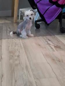 Chinese Crested Poodle Mix - Photo 3