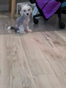 Chinese Crested Poodle Mix - Photo 4
