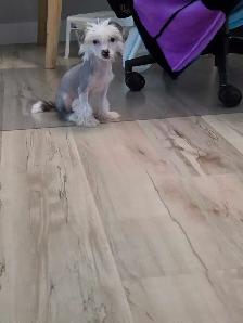 Chinese Crested Poodle Mix - Photo 5