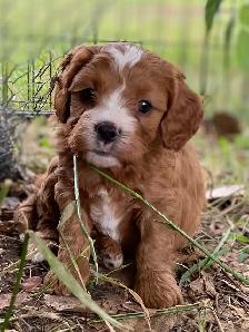 beautiful Cavapoo’s!♥️