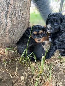 beautiful Cavapoo’s!♥️ - Photo 2