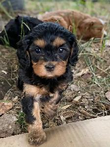 beautiful Cavapoo’s!♥️ - Photo 3