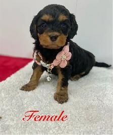beautiful Cavapoo’s!♥️ - Photo 6
