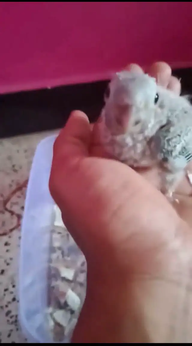 4 week baby yellow side conures for sale