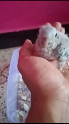 4 week baby yellow side conures for sale