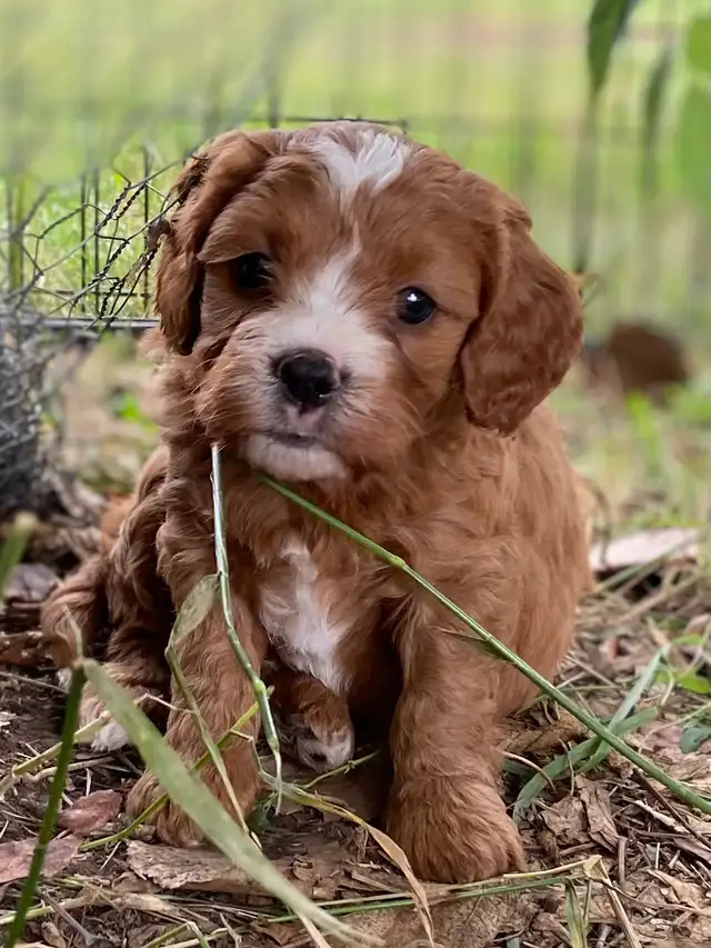 beautiful Cavapoo’s!♥️