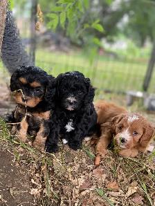 beautiful Cavapoo’s!♥️ - Photo 3
