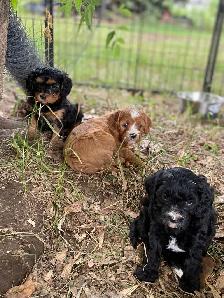 beautiful Cavapoo’s!♥️ - Photo 4