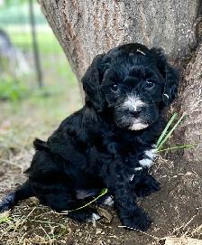 beautiful Cavapoo’s!♥️ - Photo 6