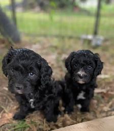 beautiful Cavapoo’s!♥️ - Photo 7
