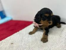 beautiful Cavapoo’s!♥️ - Photo 9