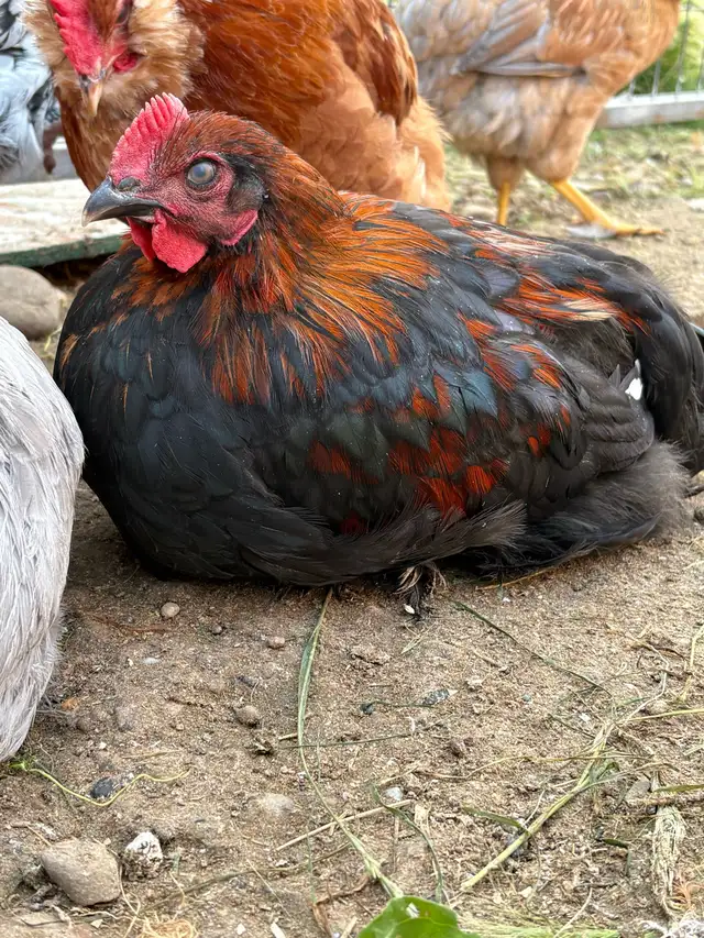 black copper maran rooster