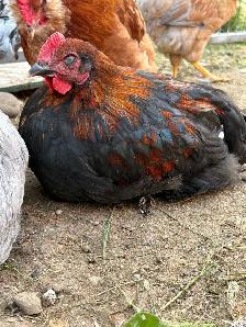 black copper maran rooster