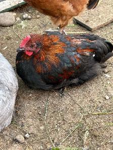 black copper maran rooster - Photo 2