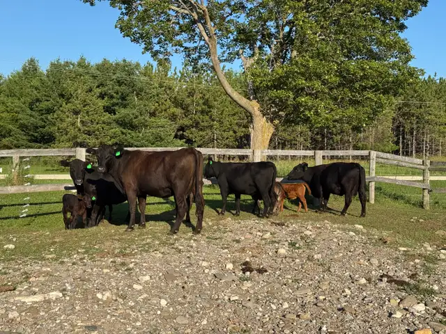 Cow calf pairs