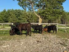 Cow calf pairs