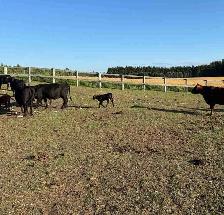 Cow calf pairs - Photo 2