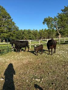 Cow calf pairs - Photo 3