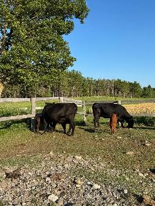 Cow calf pairs - Photo 4