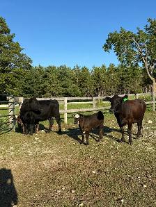 Cow calf pairs - Photo 5