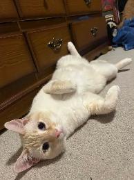 MISSING CREAM/WHITE CAT HIDDEN VALLEY