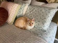 MISSING CREAM/WHITE CAT HIDDEN VALLEY - Photo 2