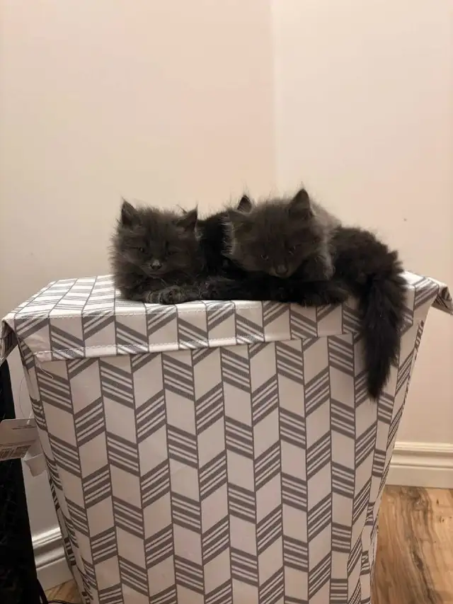 Fluffy kittens for sale 400