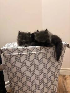 Fluffy kittens for sale 400