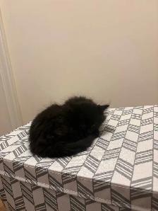 Fluffy kittens for sale 400 - Photo 2