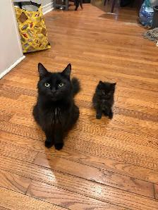 Fluffy kittens for sale 400 - Photo 3