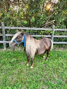 10 year old halter broke pony - Photo 2