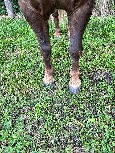 10 year old halter broke pony - Photo 3