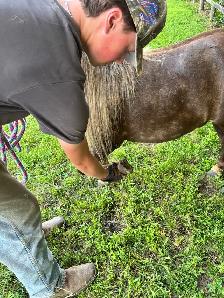 10 year old halter broke pony - Photo 4