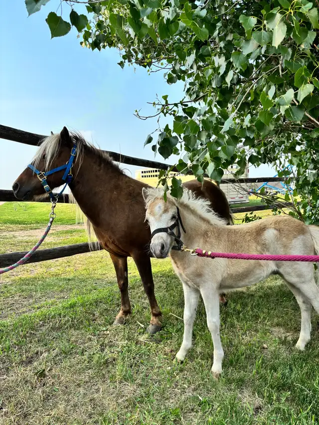 Halter broke pony mare and colt