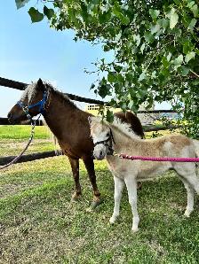 Halter broke pony mare and colt
