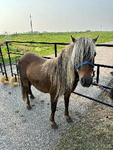 Halter broke pony mare and colt - Photo 2