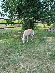 Halter broke pony mare and colt - Photo 3