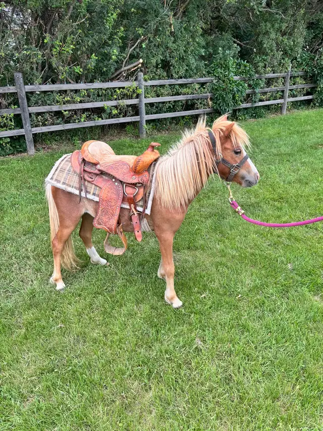 Yearling Filly Pony