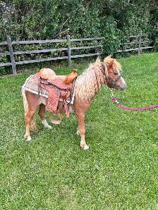 Yearling Filly Pony