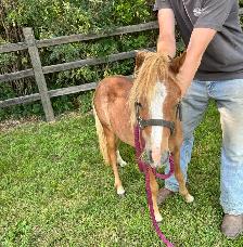Yearling Filly Pony - Photo 2