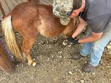 Yearling Filly Pony - Photo 3