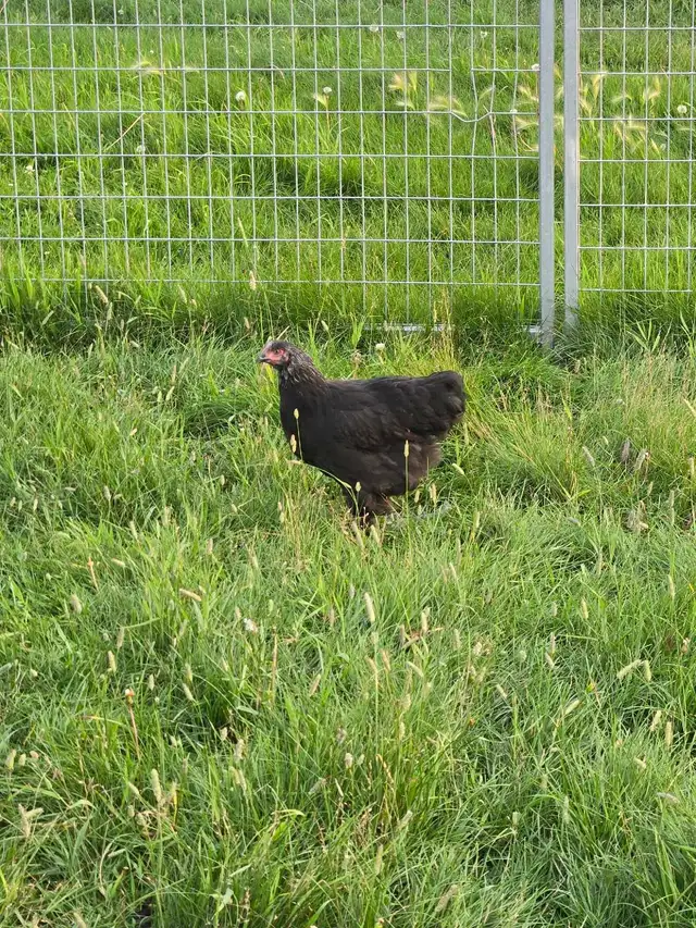 Pullets from 6 to 16 weeks