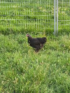 Pullets from 6 to 16 weeks